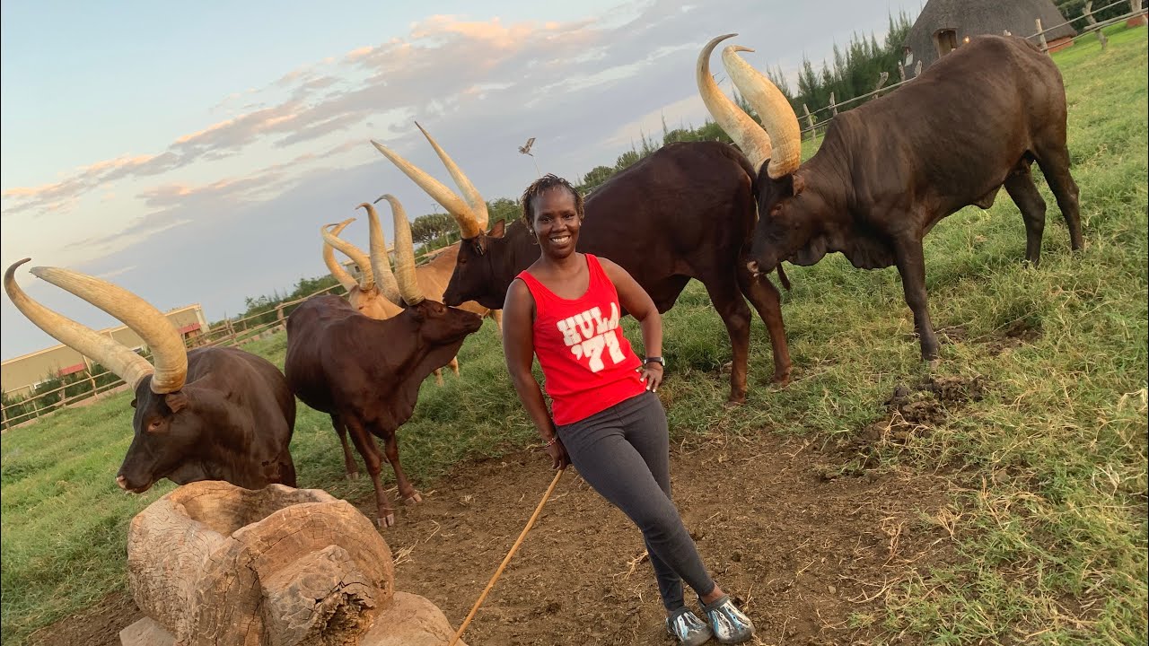 OMG 😱! Everything about The Ankole Cattle of Uganda.