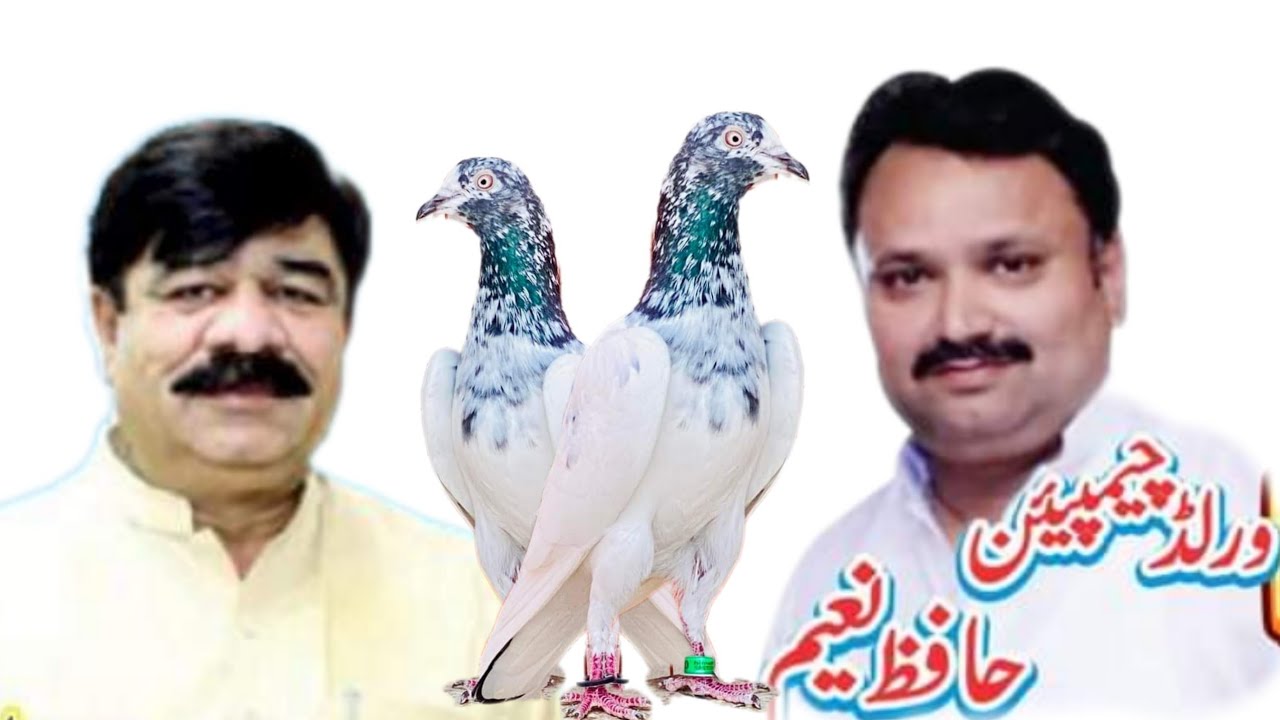 Ustad Hafiz Naeem Lahore Ustad Mubashar Khokhar Lahore Pigeons