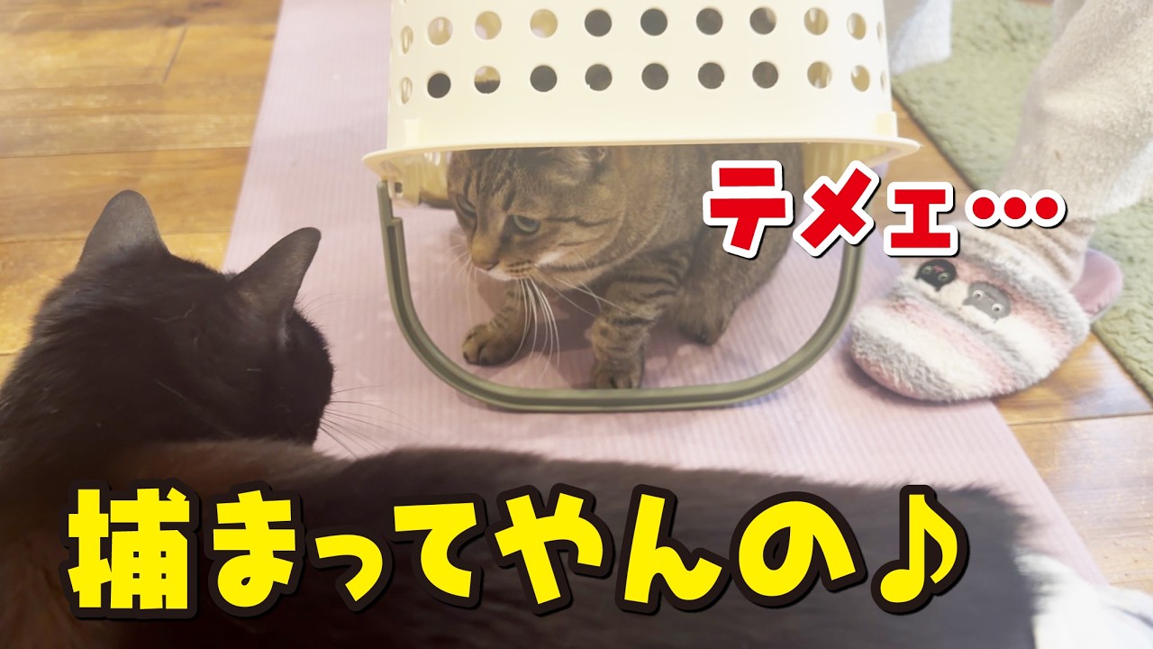 大好きなお兄ちゃん猫が捕獲されてしまったニャ！