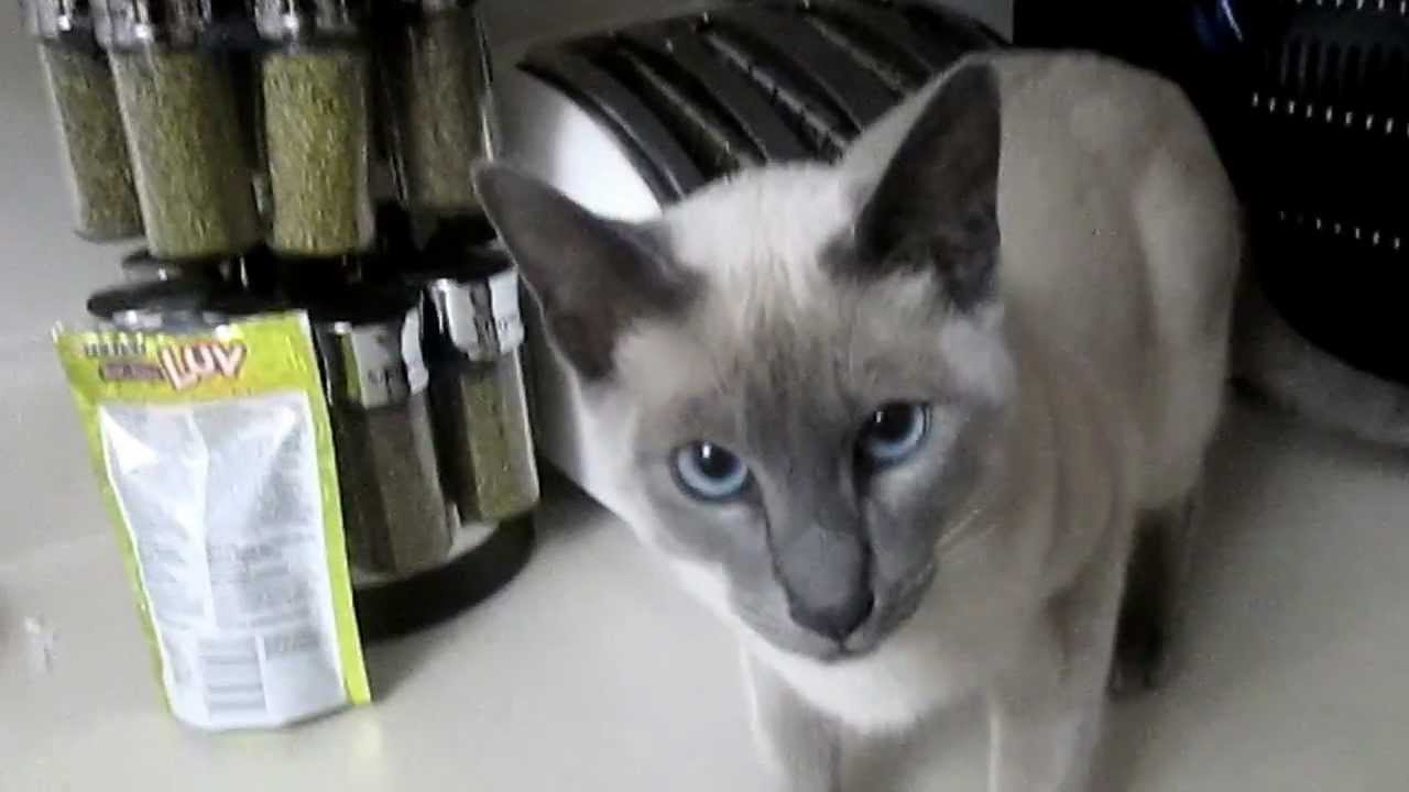 Gandalf, The Blue Point Siamese Cat.
