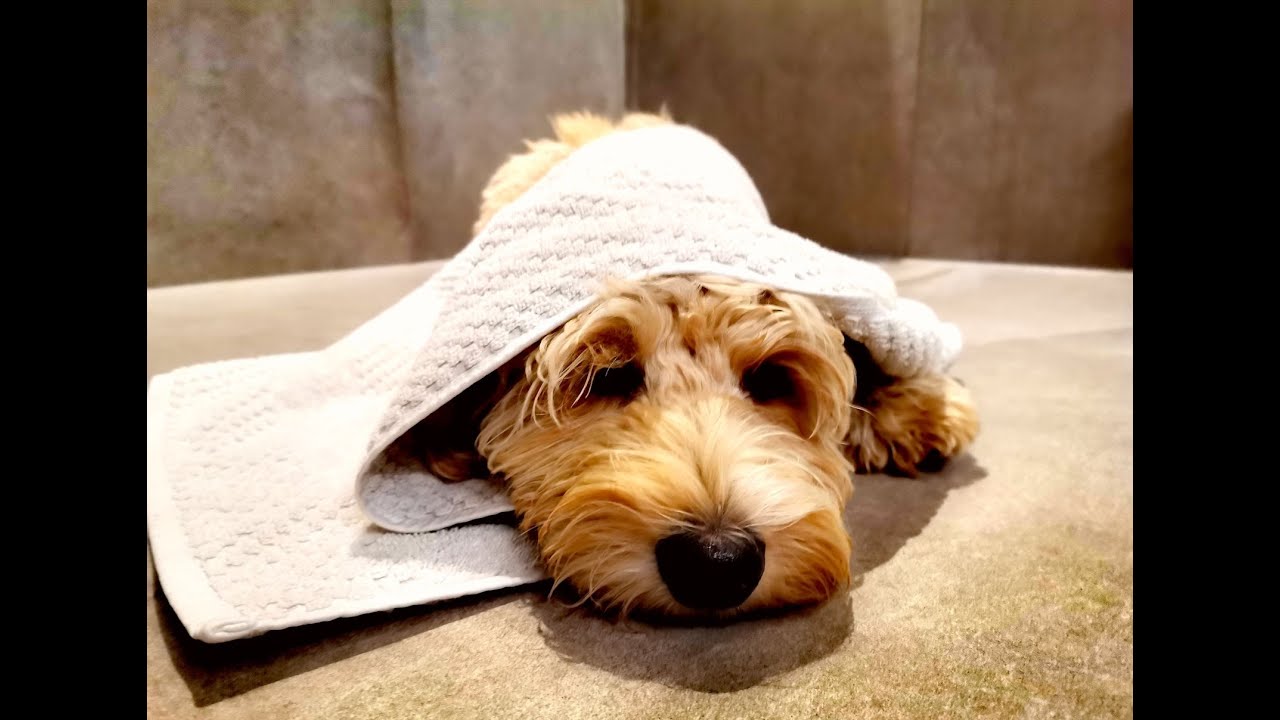 Australian Labradoodle Welpen an Kämmen, Waschen und Föhnen gewöhnen