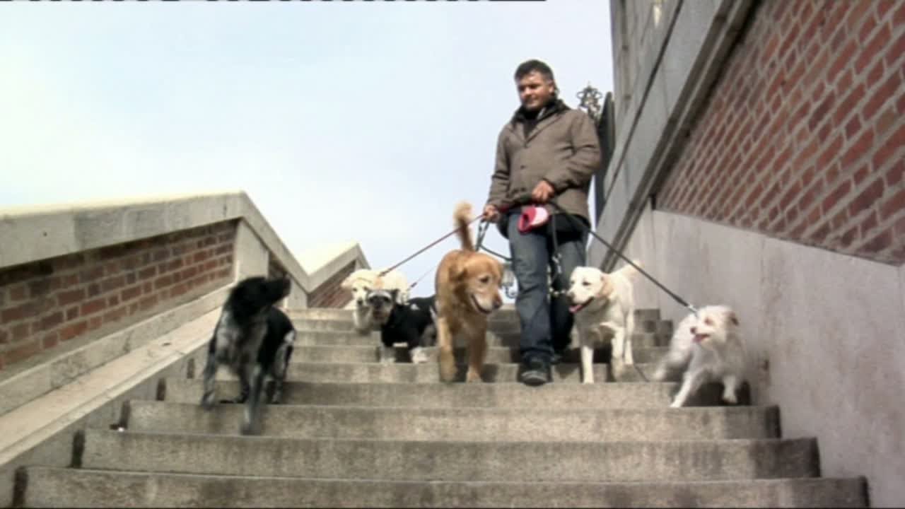 Trabajo ante la crisis: Paseador de perros