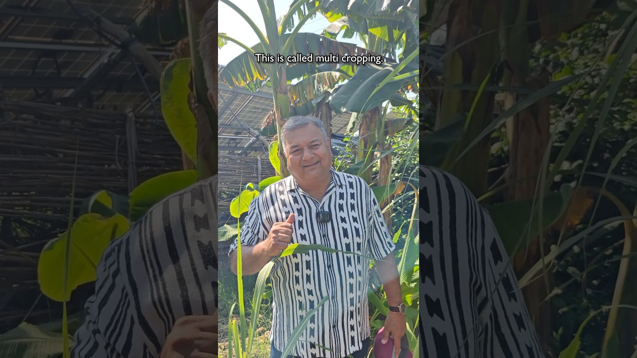 Benefits of multi cropping.