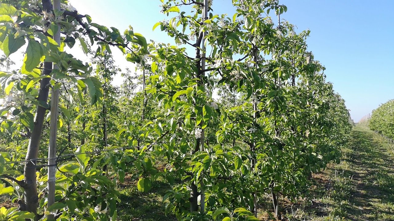 Regalis czy giberelina? 07.05.2019
