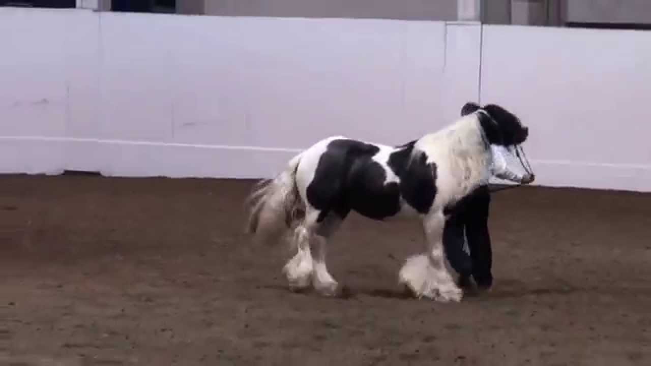Ribbon Awards (Gypsy Liberty @ 2014 Oregon State Fair)