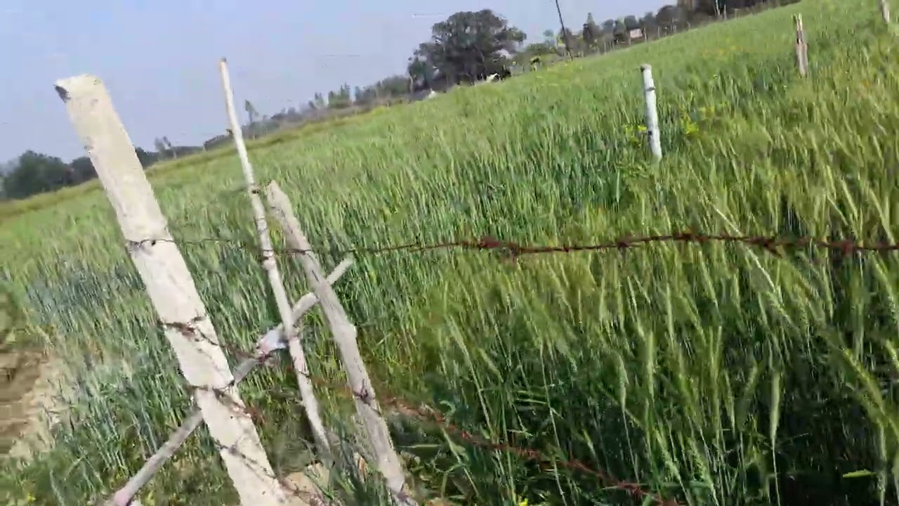 गेहूं खेत 3 महीने का 
