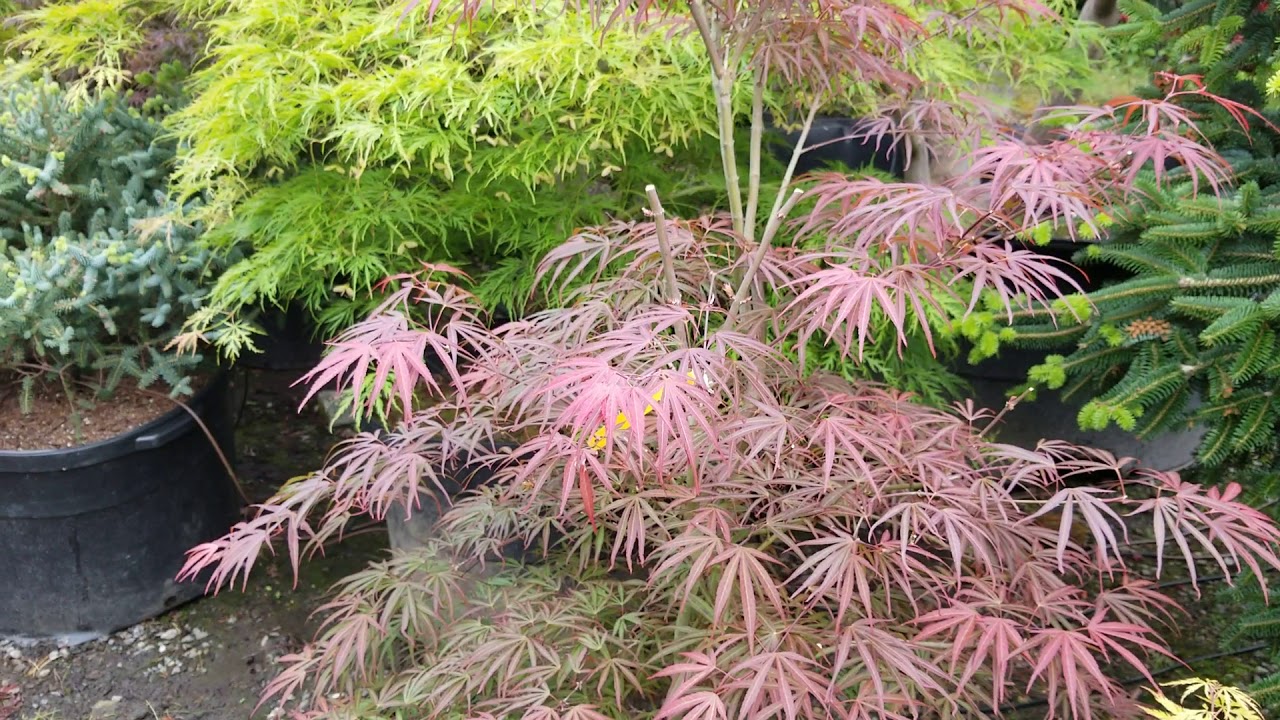 Spring colors of Japanese maples - Amazing Maples and Crazy Conifers  - 16 may 18