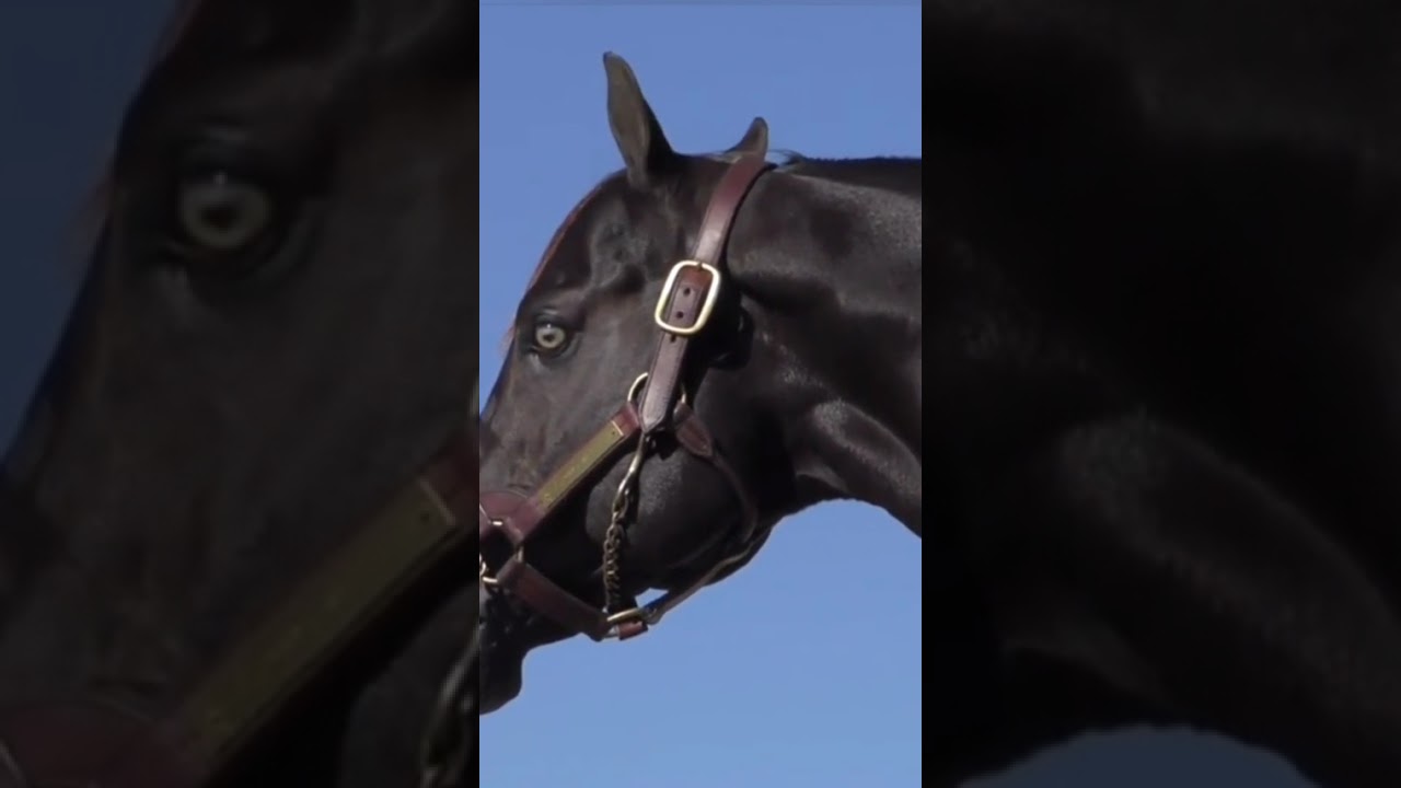 Caballos y canciones #rrancheras