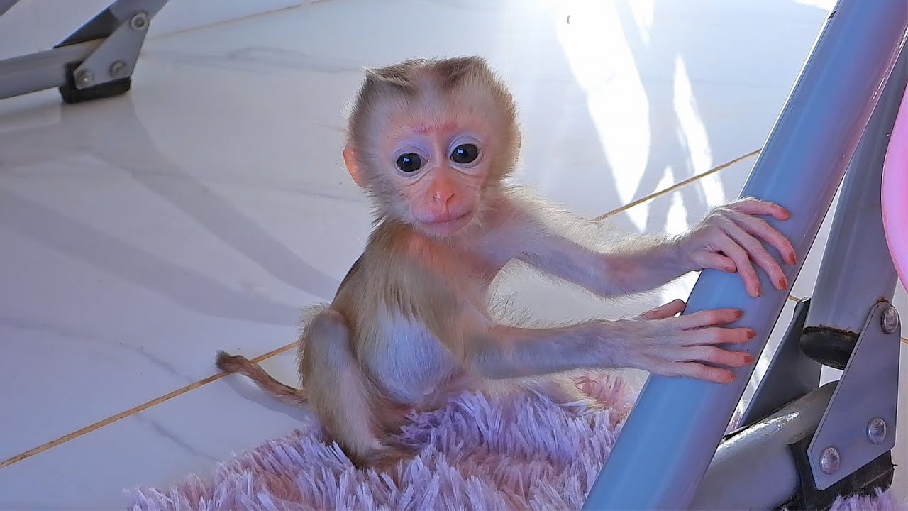 Cute Tiny Valen's Playtime And Take Naps In Basket