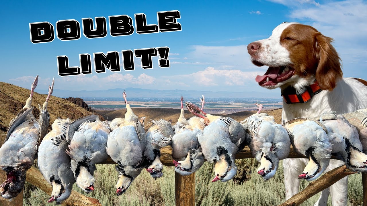 This Brittany put on a Chukar Hunting Master Class - Double Limit!