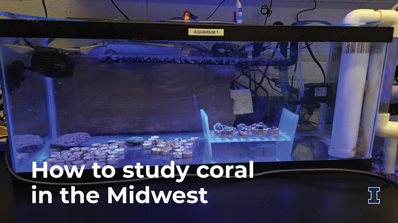 Reef Rebirth: How to study coral in the Midwest
