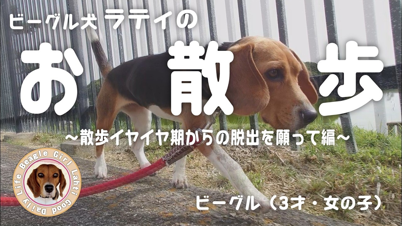 ビーグル犬 ラティの お散歩（イヤイヤ期を脱出してほしい） #ビーグル #犬のいる生活 #beagle