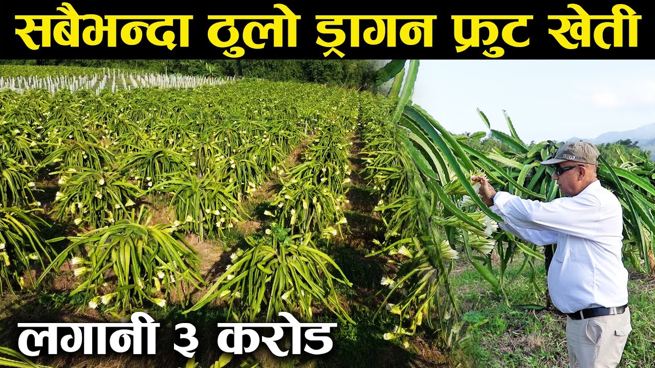 नेपालको सबैभन्दा ठुलो ड्रागन फ्रुट खेती,लगानी ३ करोड - Nepal's largest dragon fruit farm