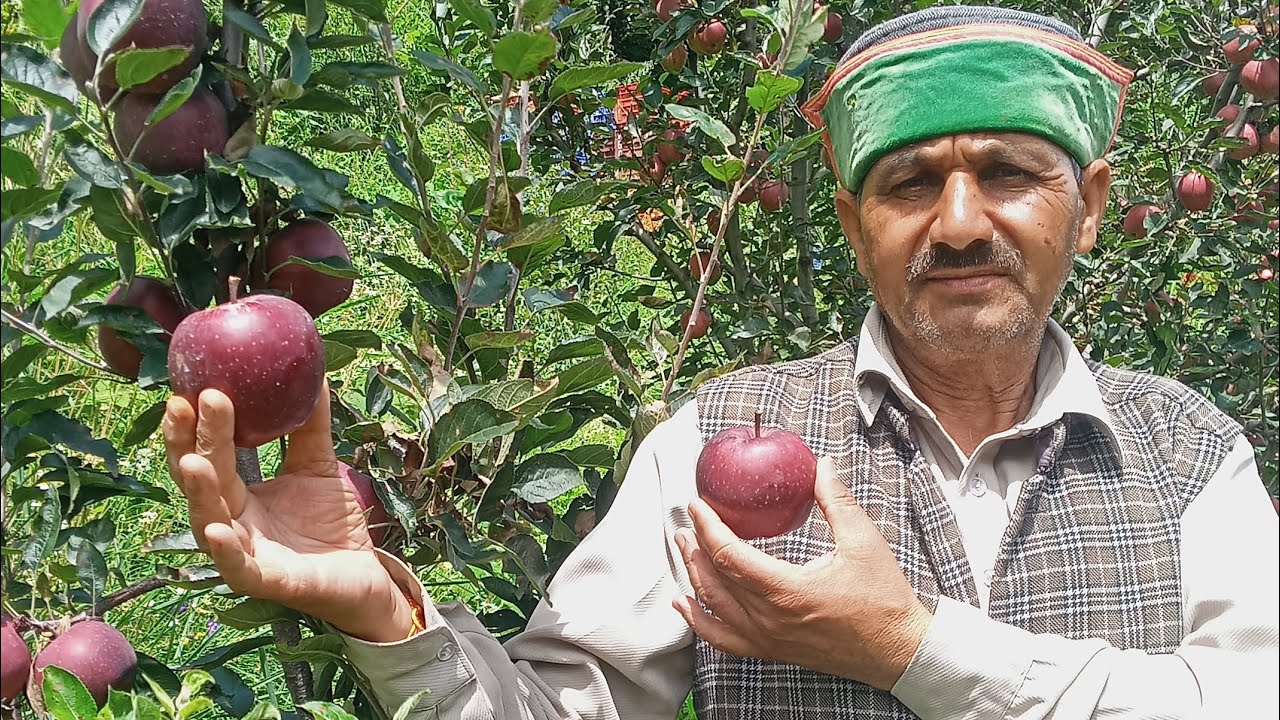 सेब की गिरती मार्किट!के बारे में क्या बोले#himachalpardesh#Roharuके#legendary बागवान श्री ईश्वरलालजी