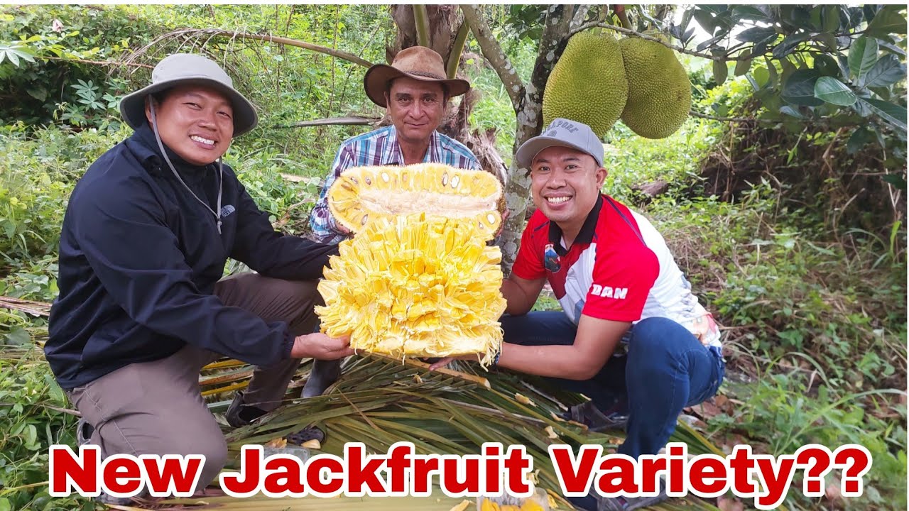 Malaysian Jackfruit J33 Uniqueness and Advantage vs Local Jackfruit