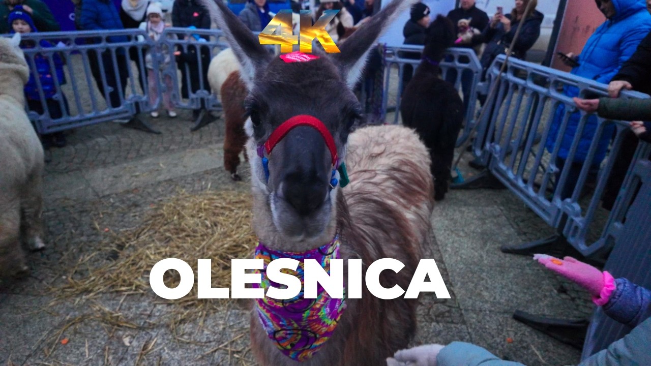 Charity Entertainment event in Olesnica  Market Square 4k