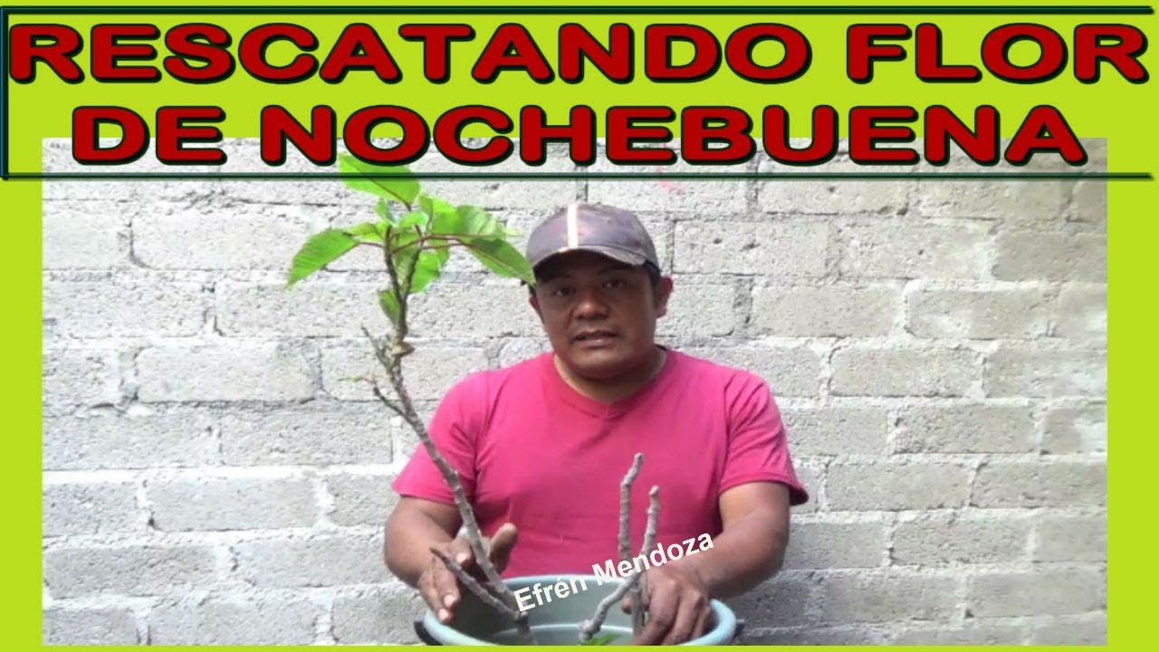 Rescatando flor de nochebuena