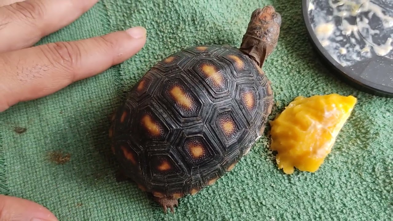 Da trabalho ter um jabuti como pet ?