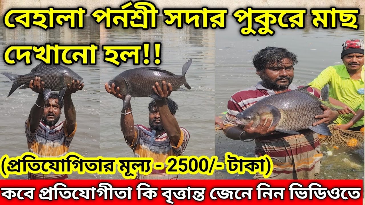 বেহালা পর্ণশ্রী সদার পুকুরে মাছ দেখানো হল|Fish Show At Behala Parnashree Sadar Pond