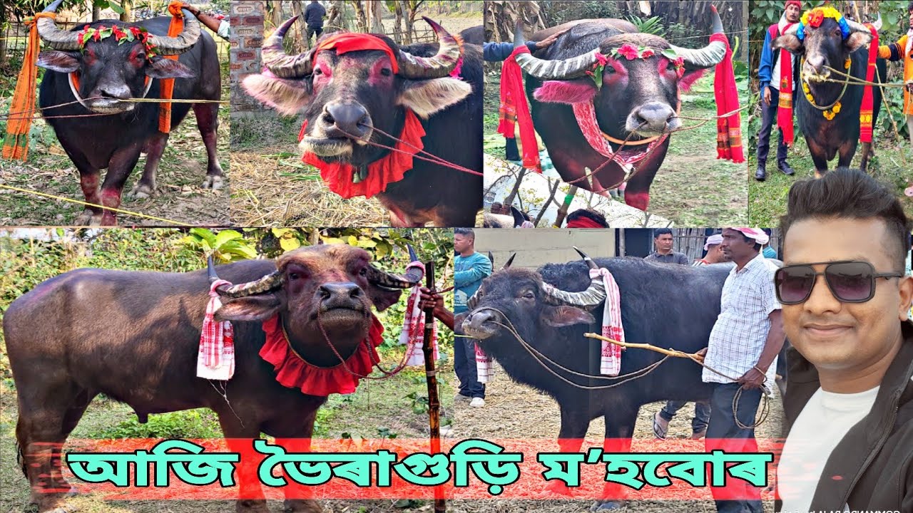 আজি ভৈৰাগুড়ি ম'হ বোৰ || Bhoiraguri mohjuj #mrblack #mohorjuj #mrblack 