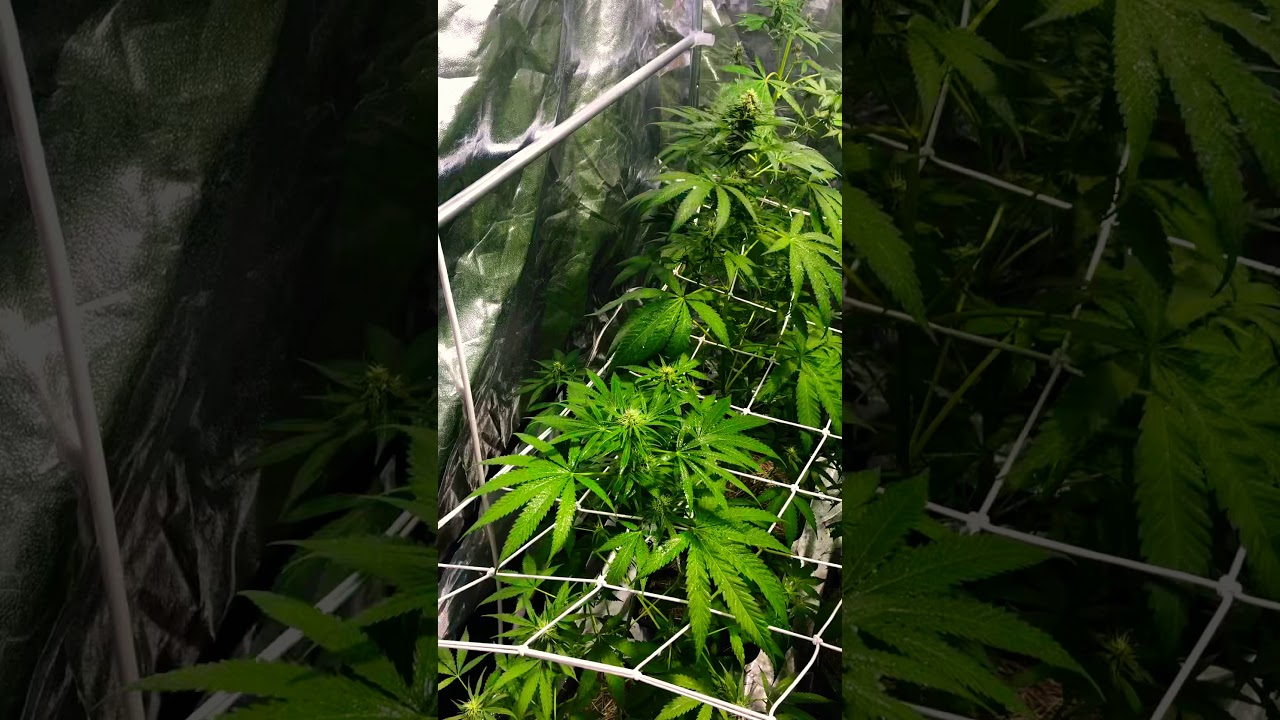 Pr&eacute;-flora 13 gen&eacute;ticas CBD 🧬 para o desenvolvimento de Seed&rsquo;s & novas gen&eacute;ticas