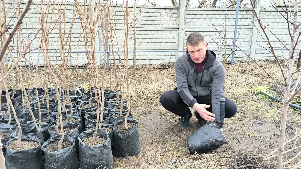 Как правильно пересадить хурму из пакета 