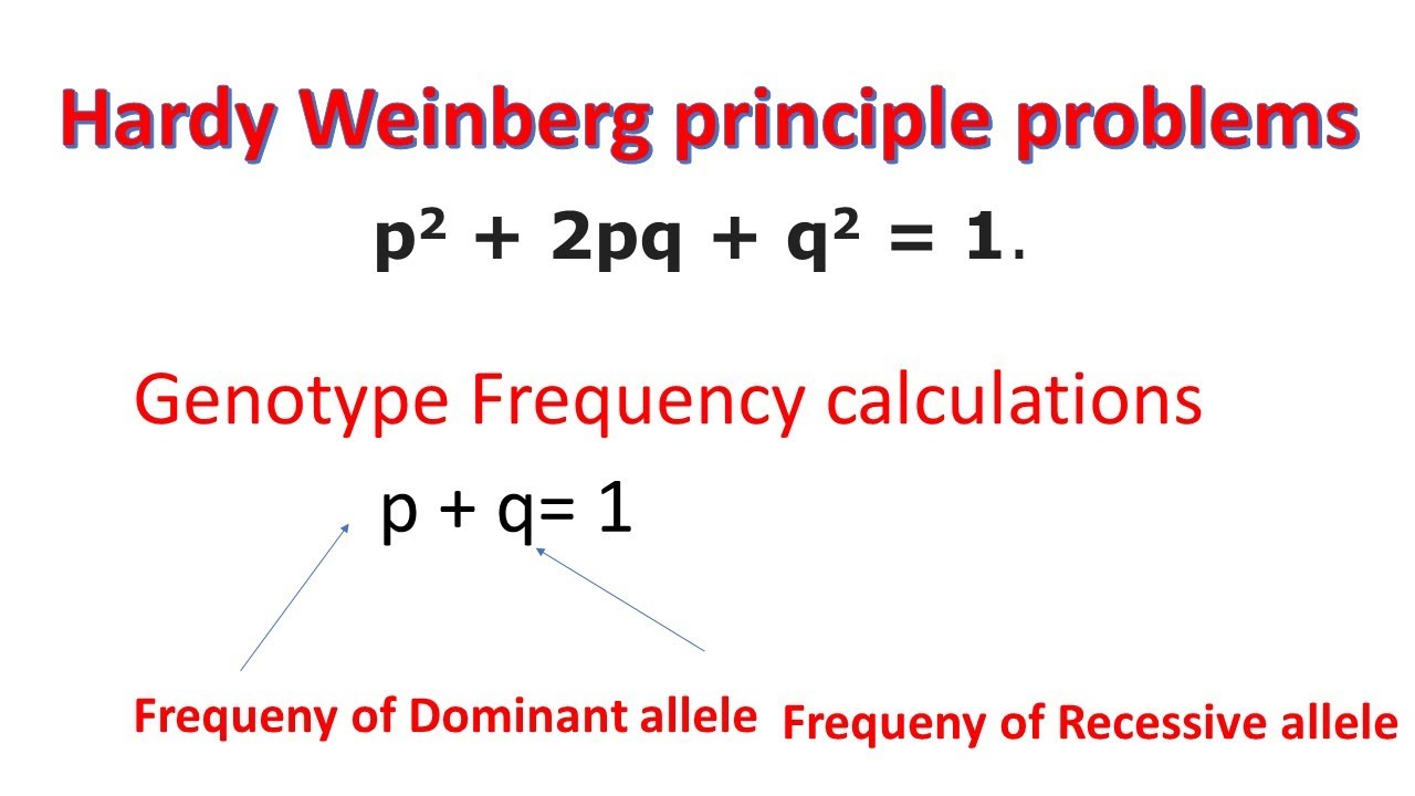 Hardy Weinberg Principle Problems | Genotype Frequency | Allele Frequency |