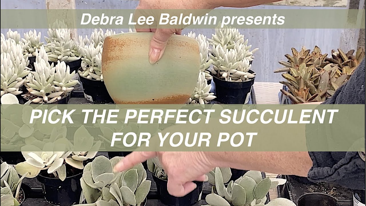 Pick the Perfect Succulent for Your Pot