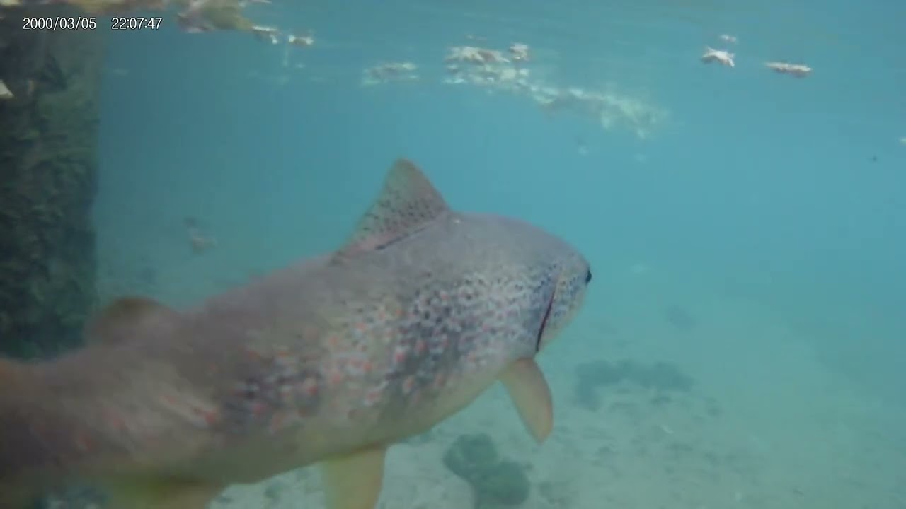 video1