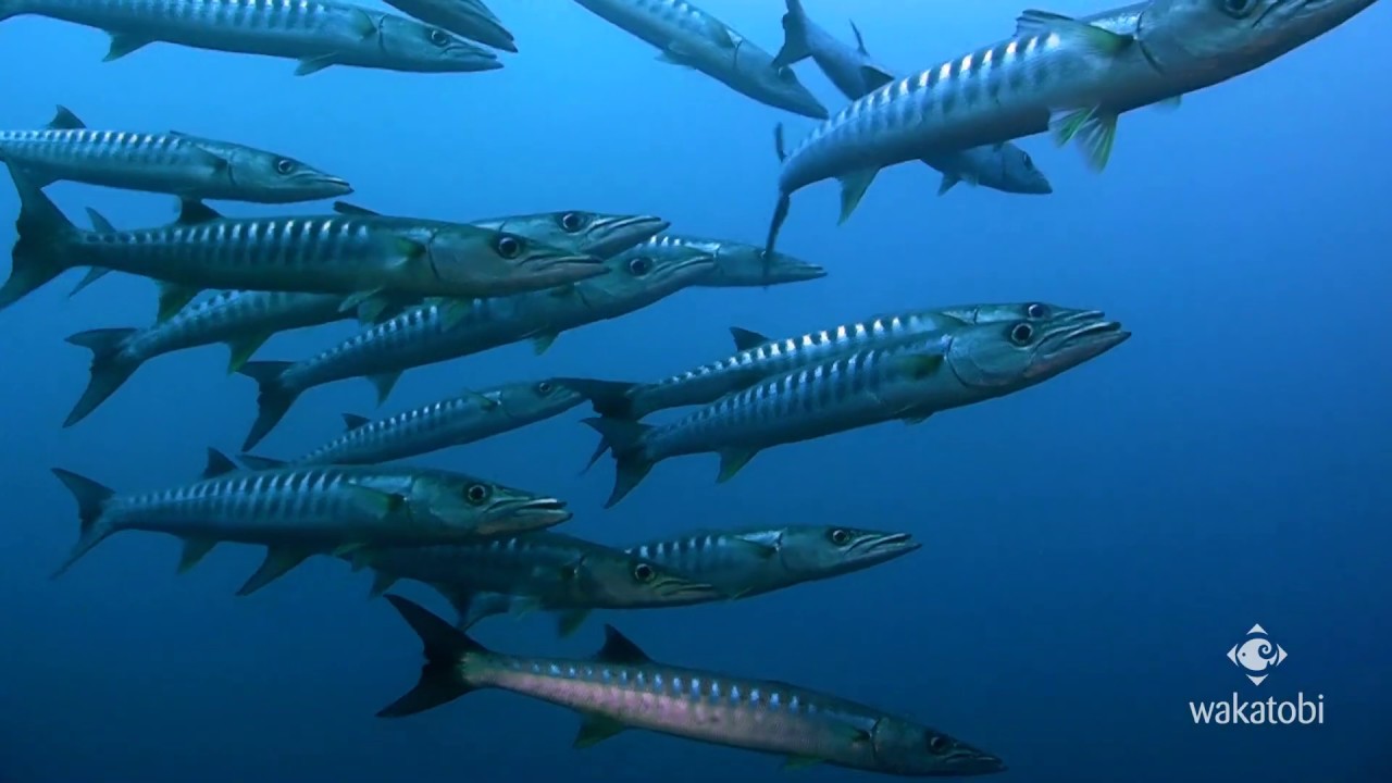Wakatobi Underwater