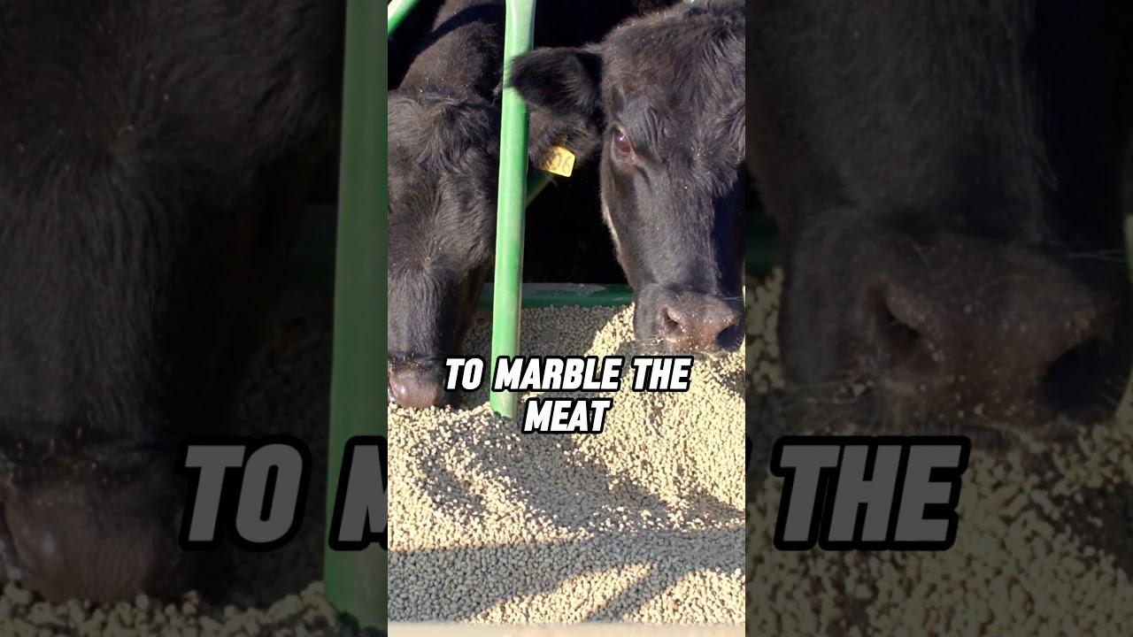 Grass-fed vs Grain-fed beef