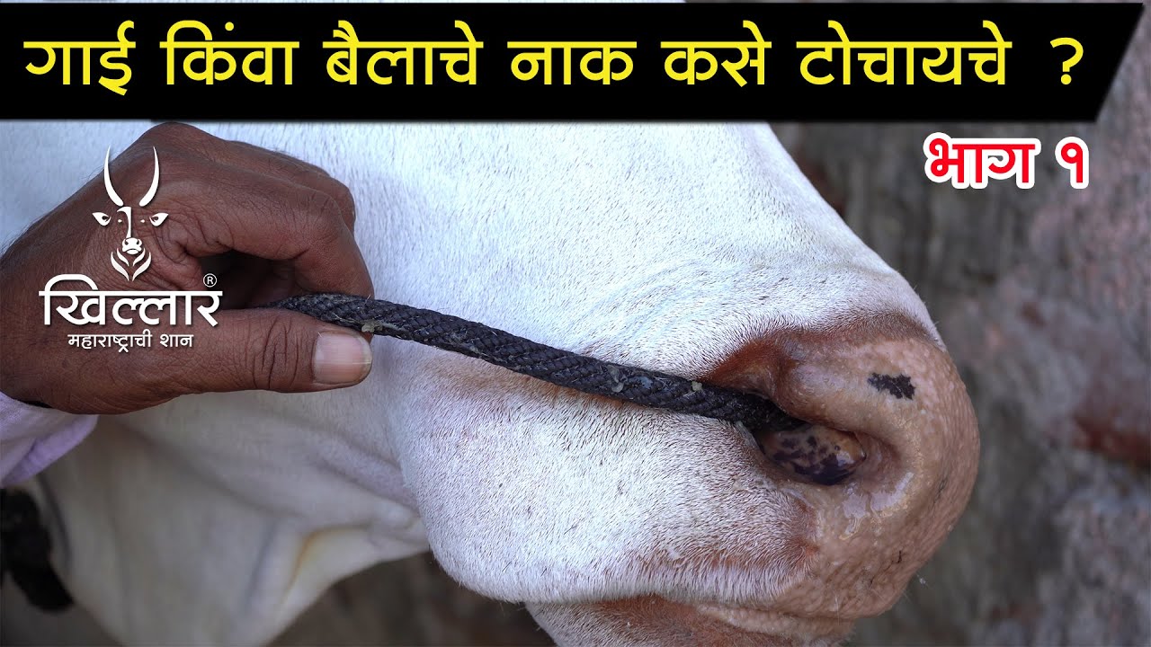 गाई किंवा बैलाचे नाक कसे टोचायचे । Khillar Maharashtrachi Shaan |  भाग १ | 2021