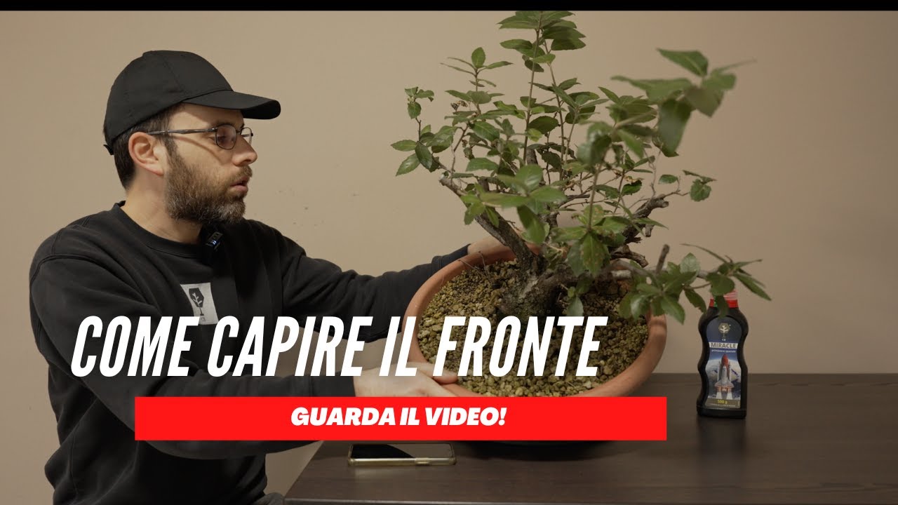 TI SPIEGO COME SCEGLIERE IL FRONTE DEL BONSAI