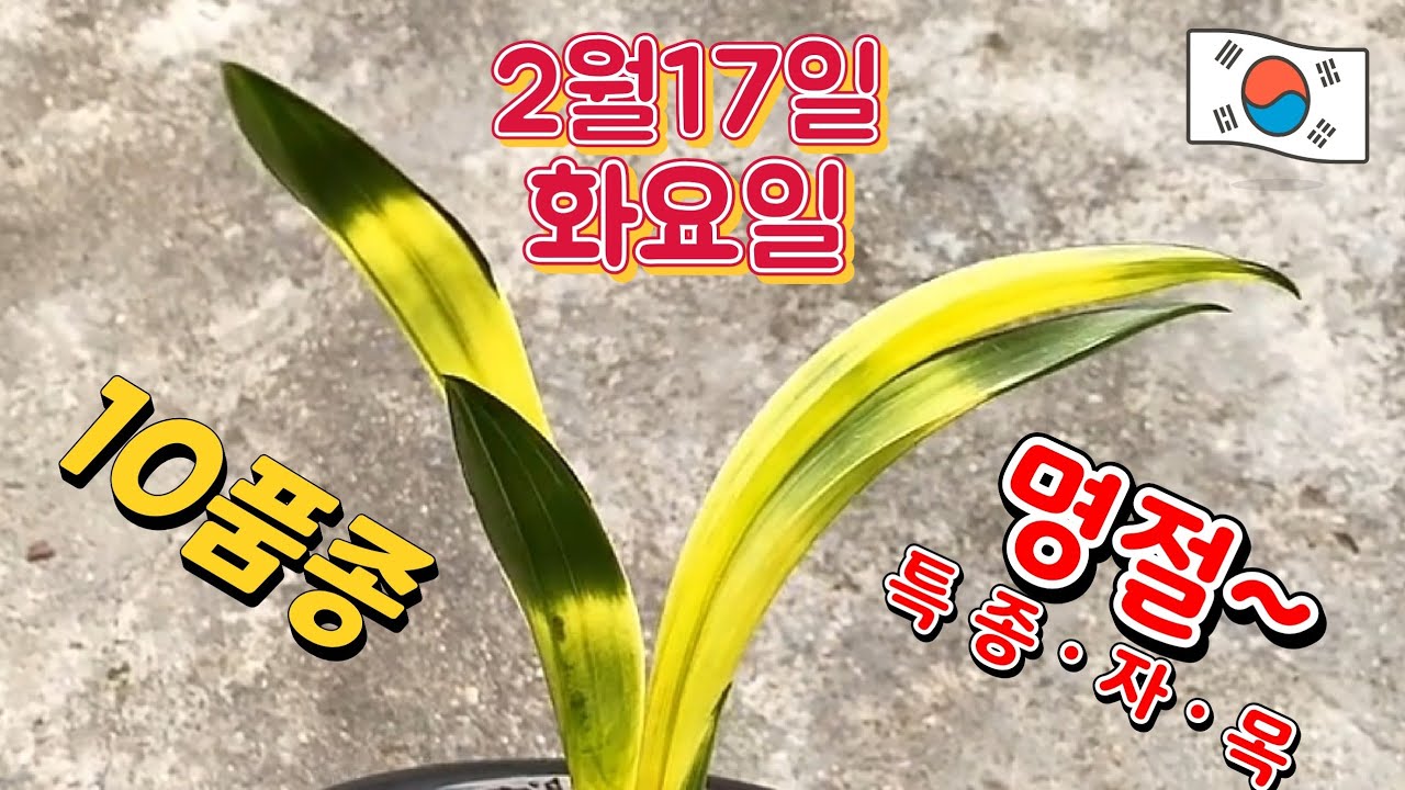 2월17일ㆍ화요일ㆍ❤️ 명절~  종자목 💥 저렴하게  책정했습니다 👍👍👍종자목하세요 [4K]