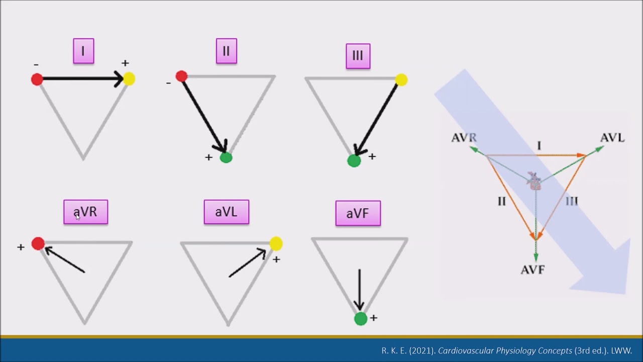 Principios básicos de Electrocardiografía