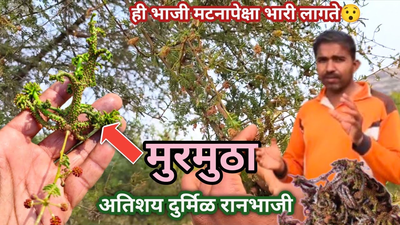 मुरमुठा रानभाजी | अतिशय दुर्मिळ रानभाजी | मटणापेक्षा भारी लागणारी भाजी🥰 | Wild Vegitable 