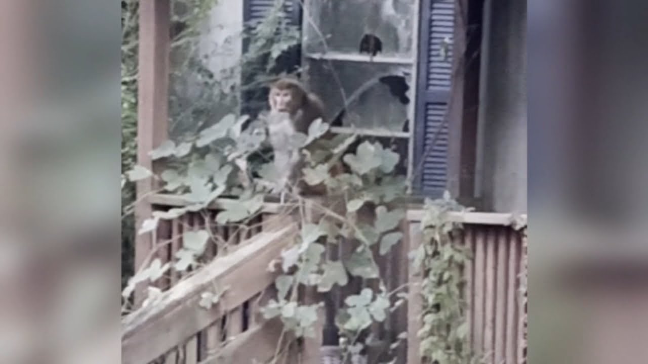 Mississippi woman kills escaped monkey fearing for her kids' safety