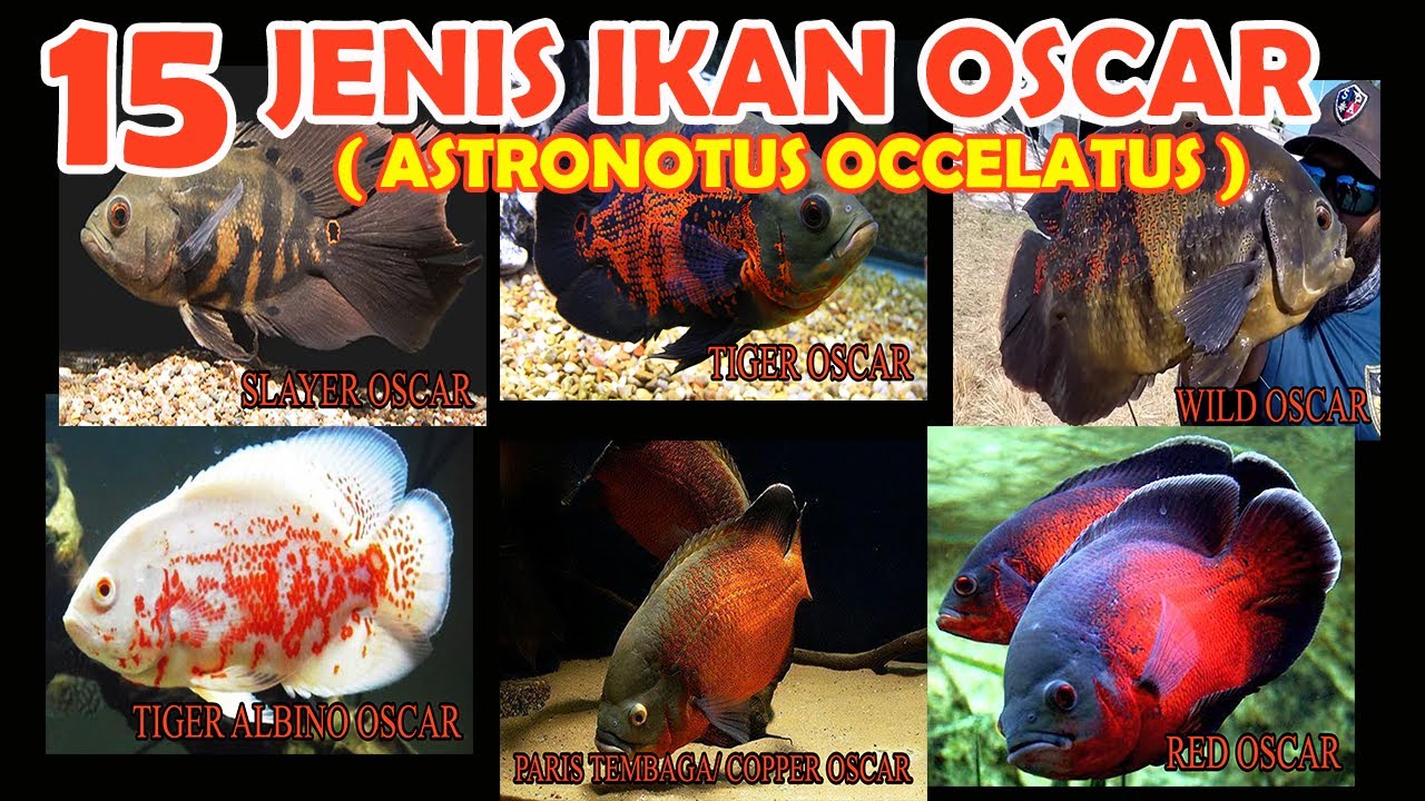 Predator Fish! 15 Jenis Ikan Oscar Terlengkap (Astronotus Occelatus)