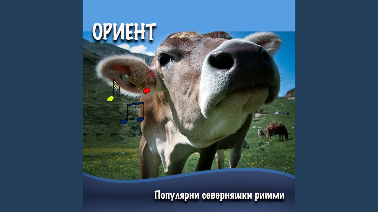 Балуца (шалауна)