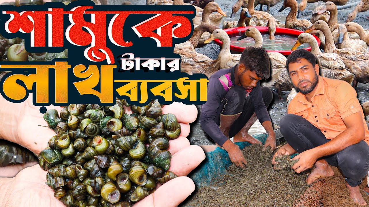 হাঁসের বিল্পক খাদ্য - উচ্চ শিক্ষিত সজিবের ভাগ্য ফিরেছে শামুক ব্যবসায় | কম খরচে শামুক দিয়ে হাস পালন