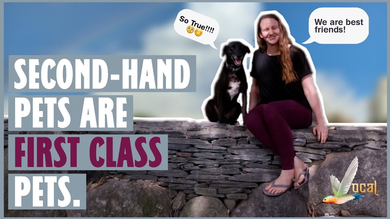 Take a pledge to change lives: Best Option Animal Adoption Ft. @Jo | Vocal_org | Peepal Farm | Dogs