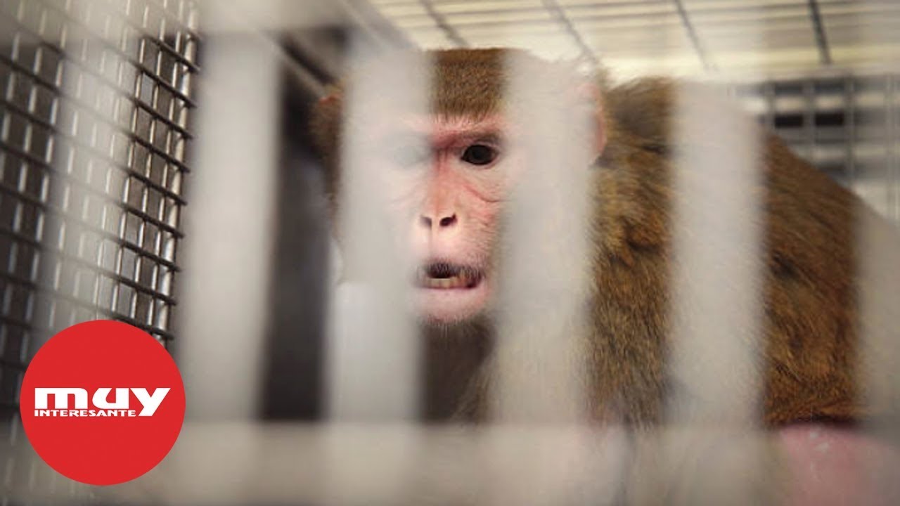 ¿Qué son las 3Rs en la experimentación con animales?