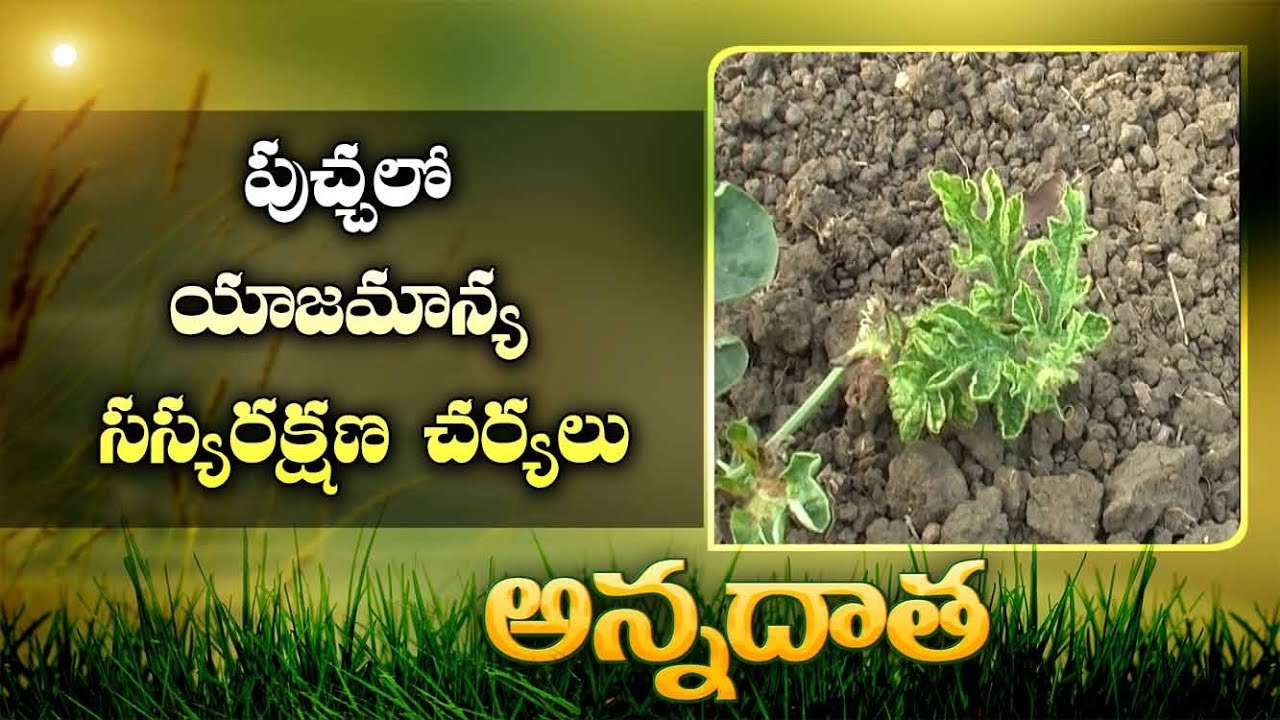 Management Practices In Watermelon