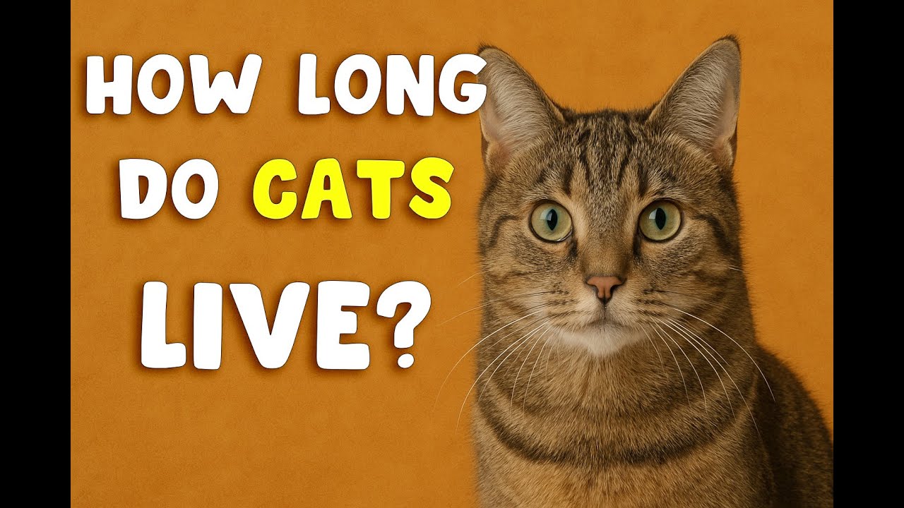 How Long Do Cats Live?