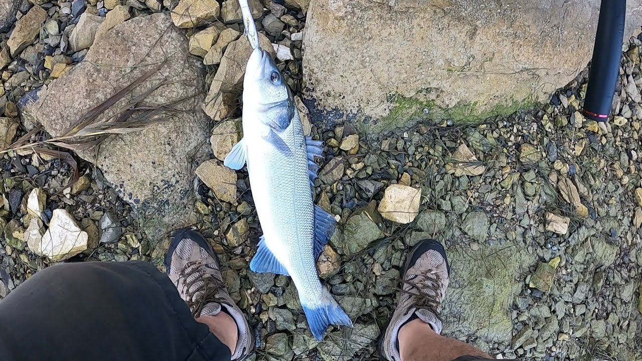 Brancin 3.5kg sa obale(površinac)
