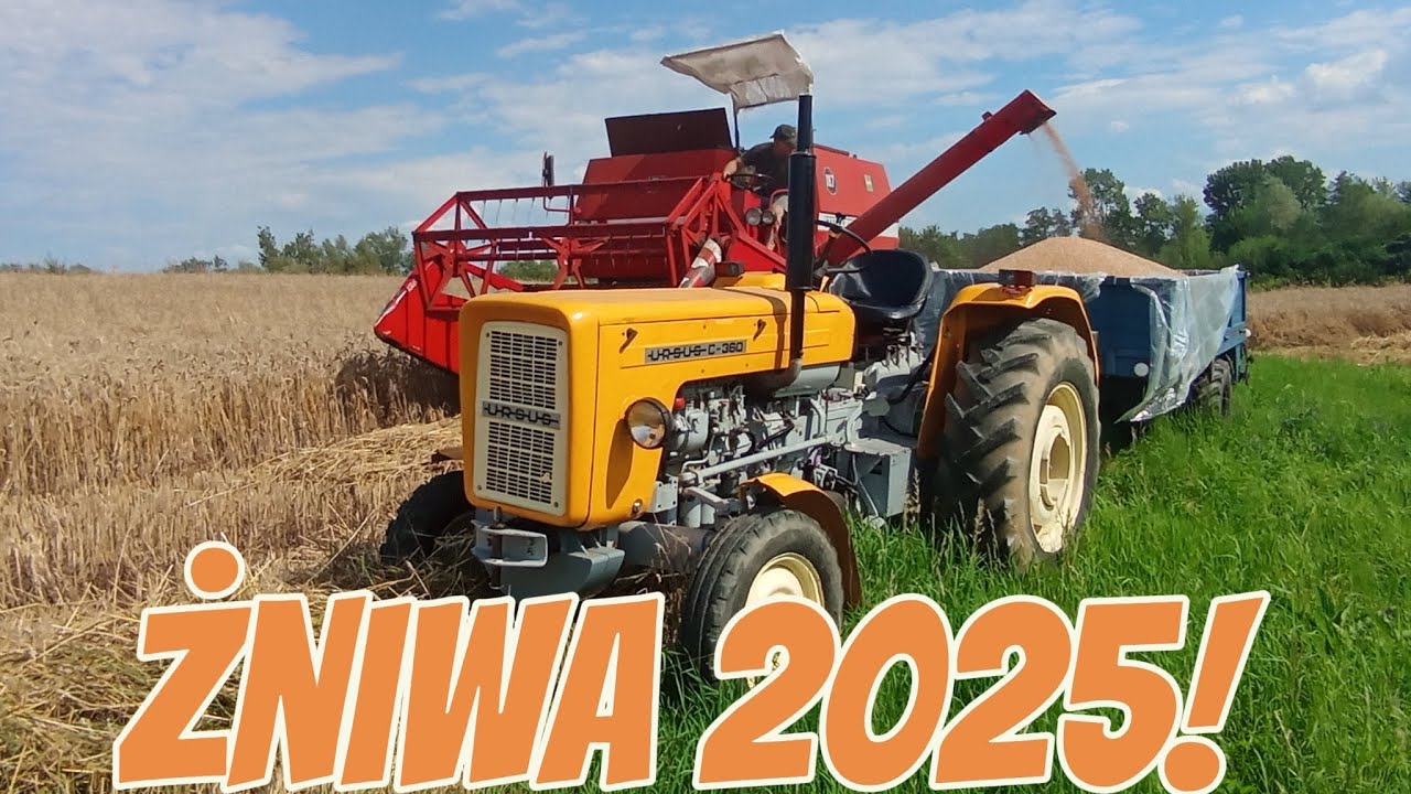 🚜Żniwa 2025!😍 Massey Ferguson 187/MF-255/Ursus C-360😍