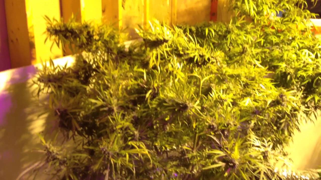 Growing marijuana STRAIN REVIEW crop King seeds