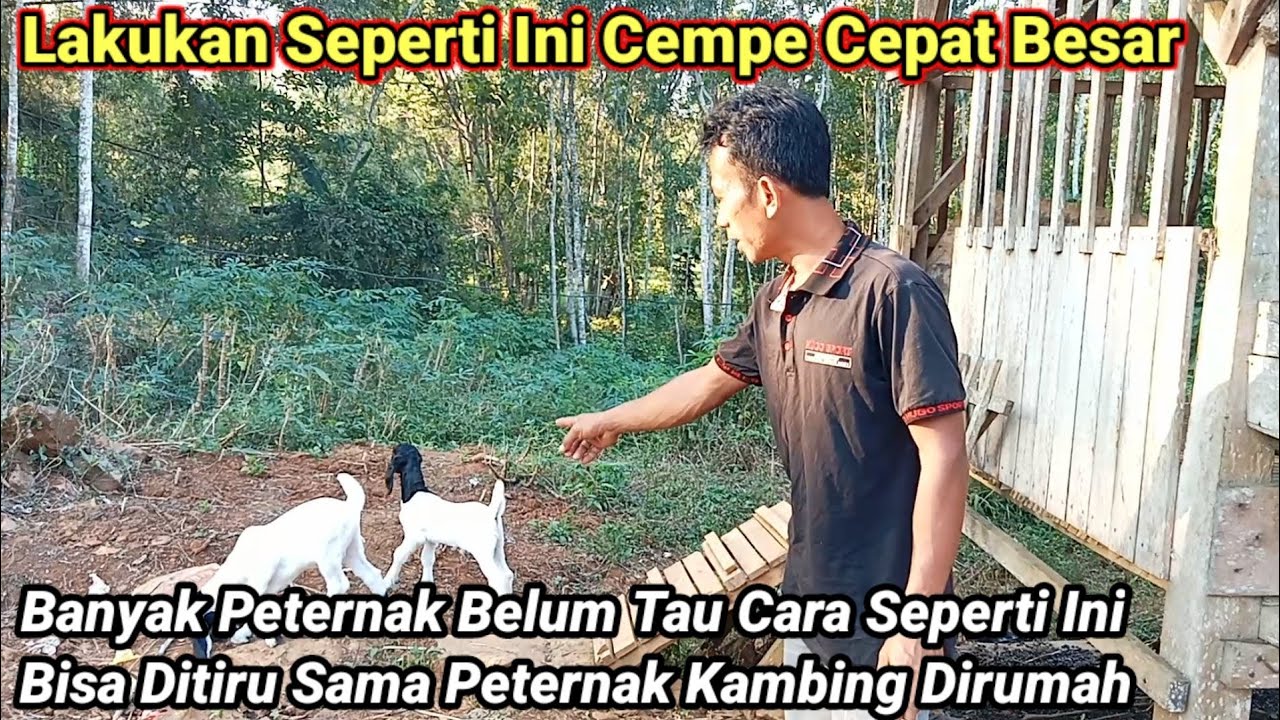 Solusi Anak Kambing Cepat Besar‼️Cempe Sehat Dan Aktif