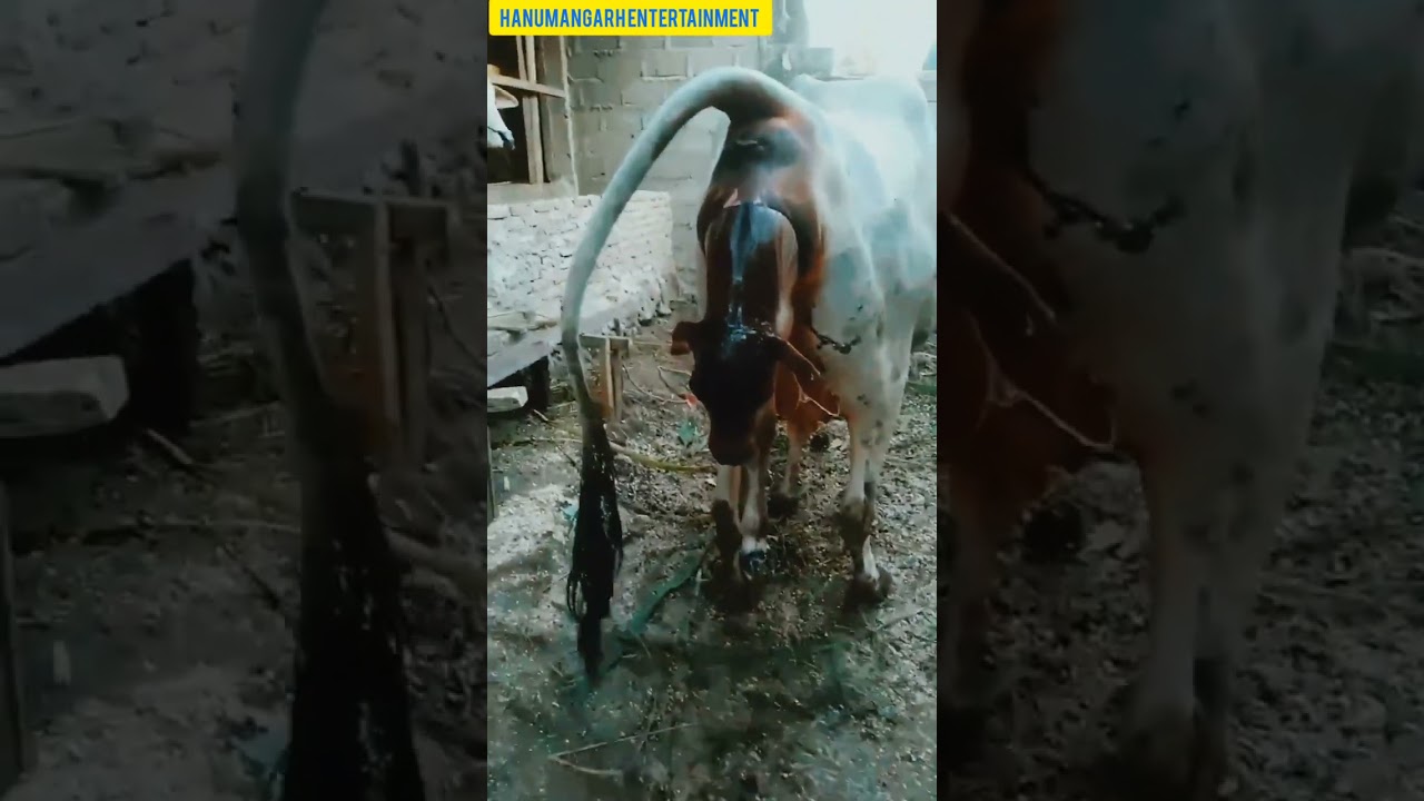cow give birth to baby calf 😊 #gircow #cow #shorts