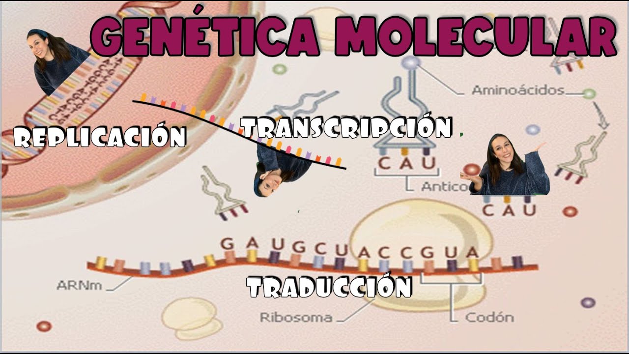 Genetica molecular. Replicaci&oacute;n, transcripci&oacute;n y traducci&oacute;n. 4&ordm; ESO - Bio[ESO]sfera